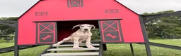 Great Dane dogs for sale: Pansy Great Dane  - Ad 6