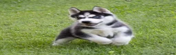 Siberian Husky dogs for sale: Tank - Ad 5