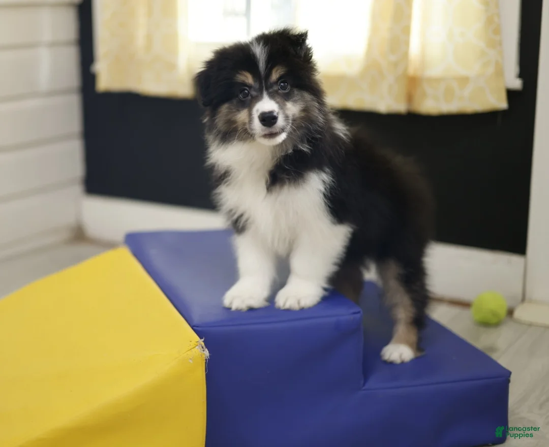 Border Collie dogs for sale: Border Collie Puppy 1 - Ad 4