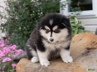 Pomsky dogs Bluey - Ad 42