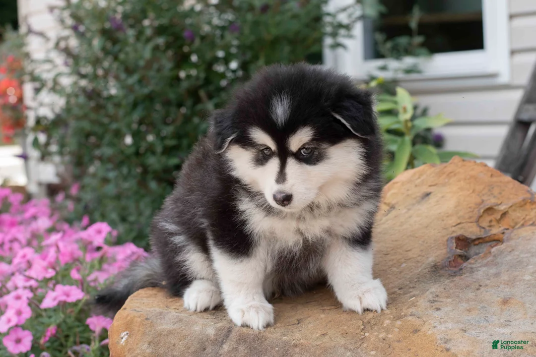Pomsky dogs for sale: Bluey - Ad 1