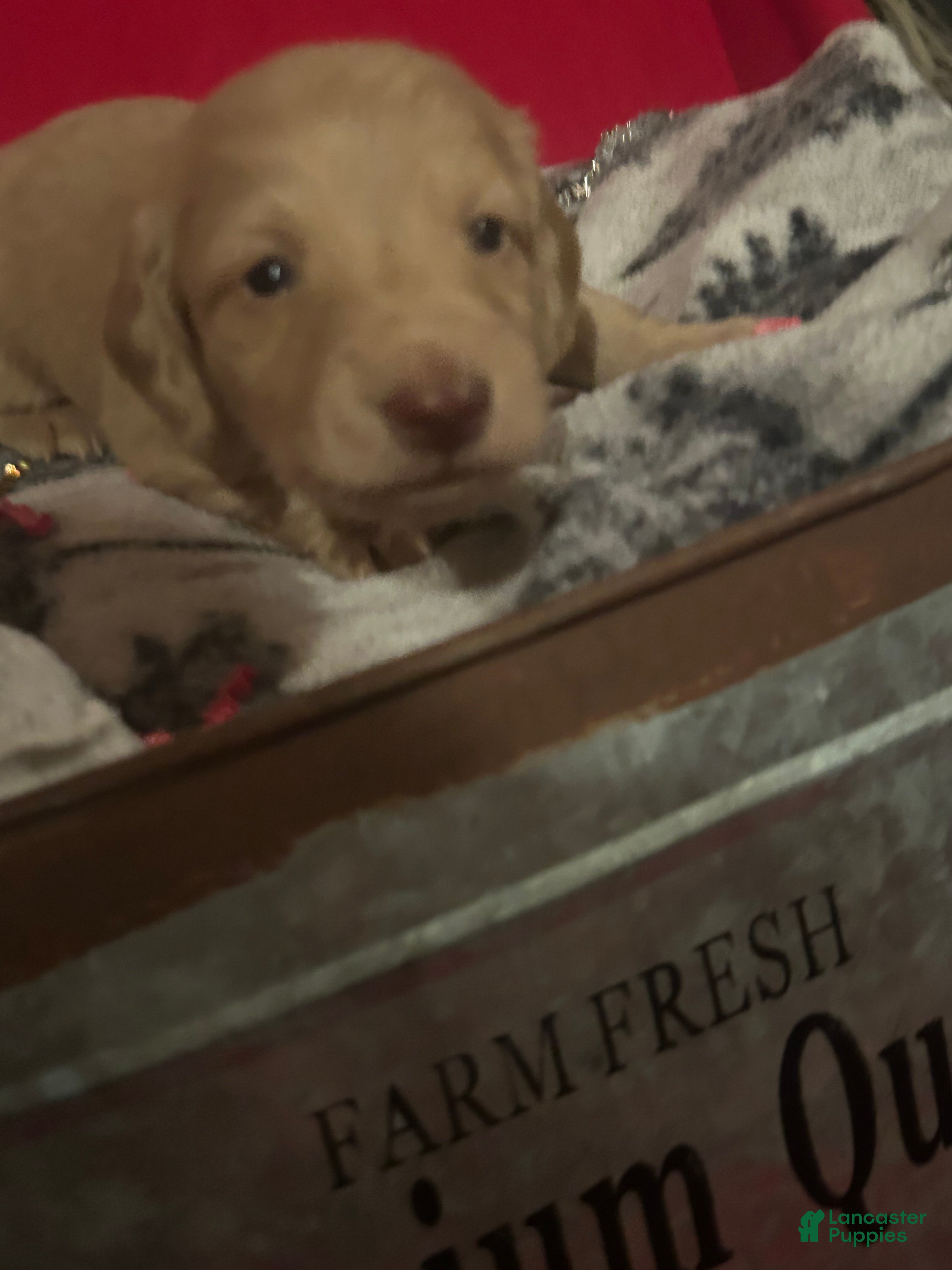 Miniature Dachshund dogs Miniature Dachshund Puppy 1 - Ad 2