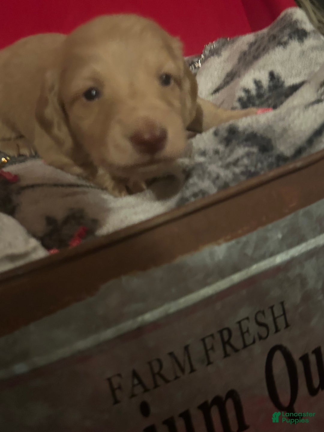 Miniature Dachshund dogs for sale: Miniature Dachshund Puppy 1 - Ad 1