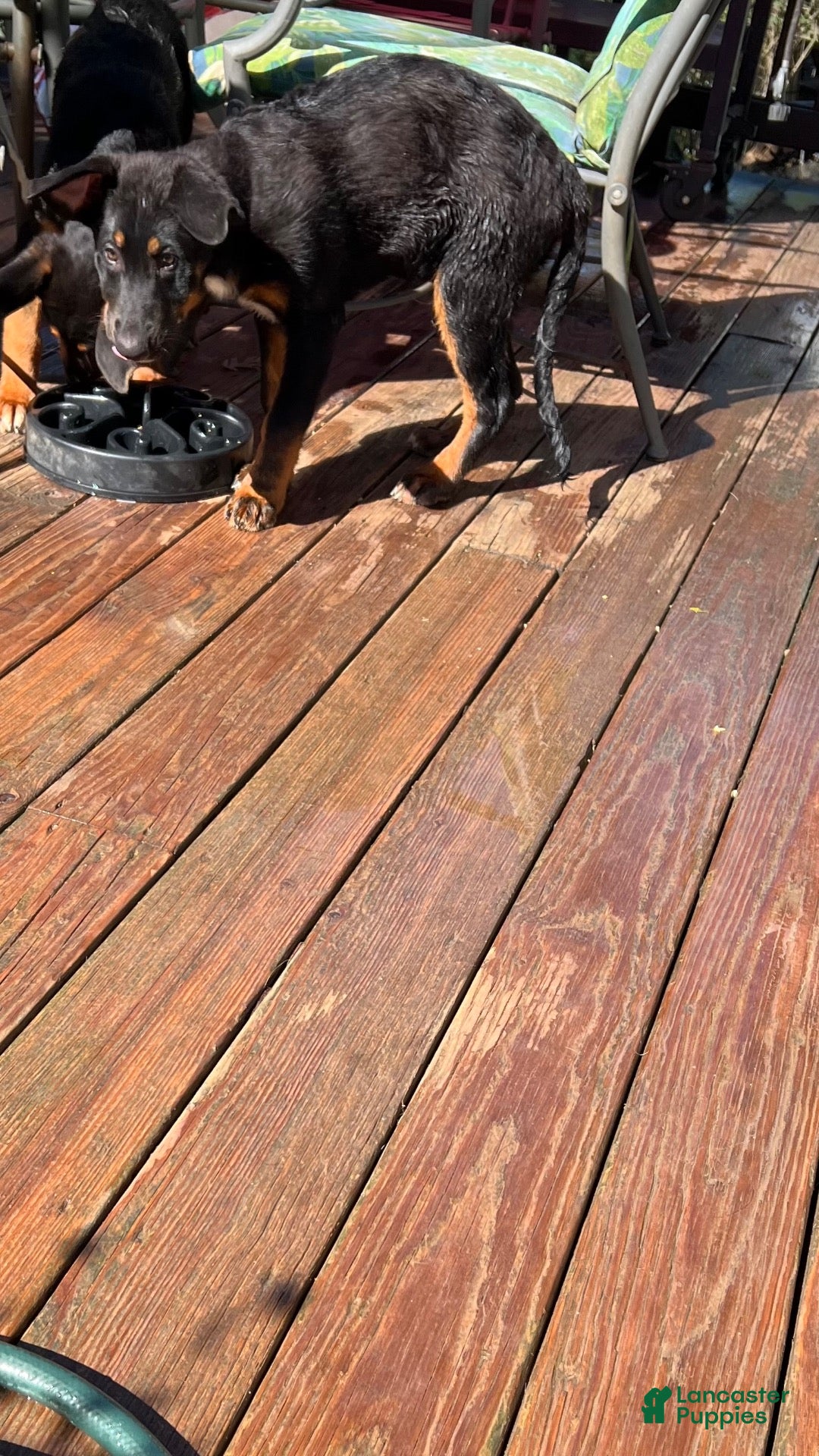 Mixed Breed dogs for sale: Mixed Breed 5 - Ad 10