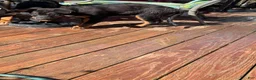 Mixed Breed dogs for sale: Mixed Breed 5 - Ad 1