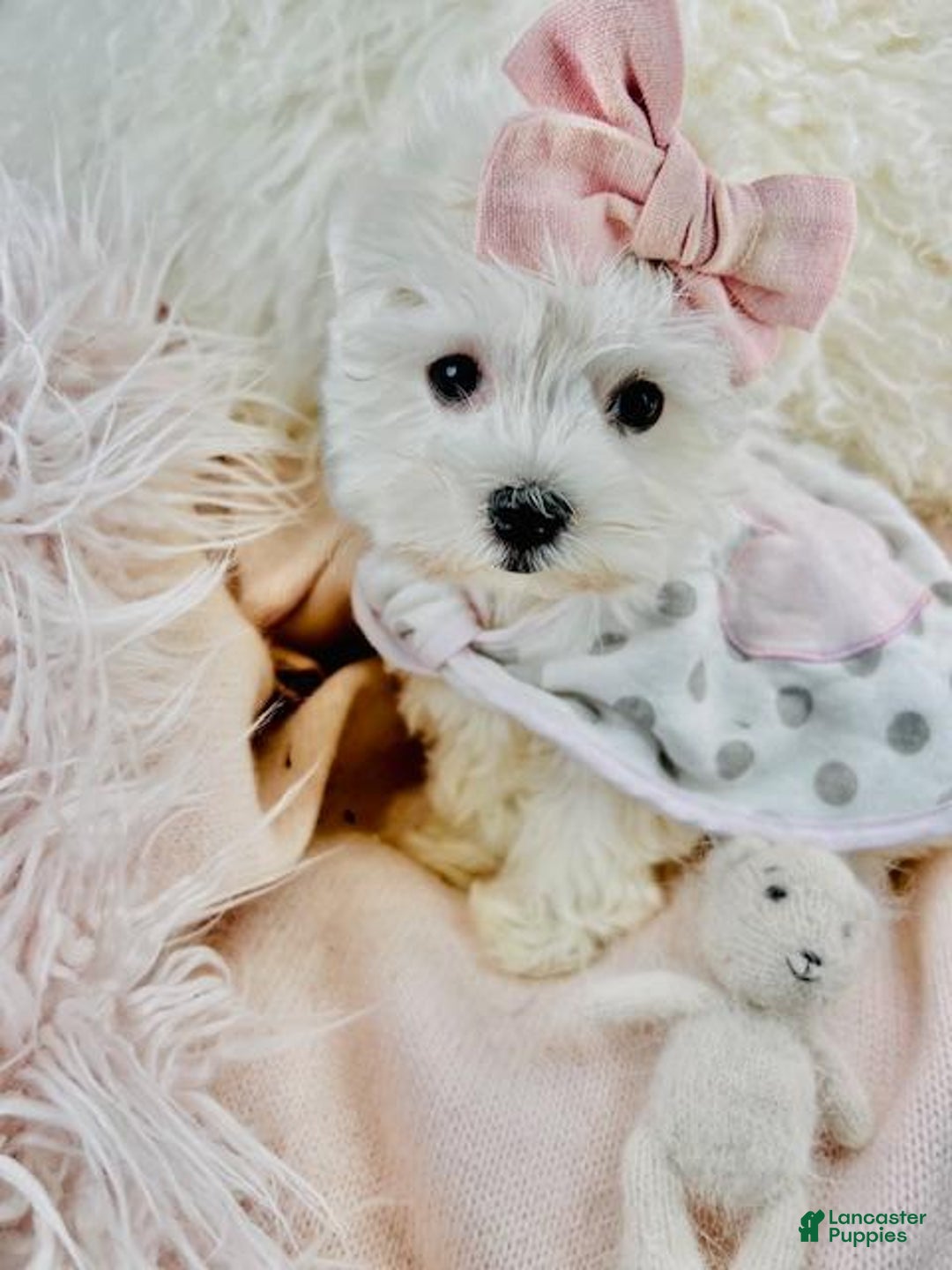 Maltese dogs for sale: Maltese Puppy 1 - Ad 1