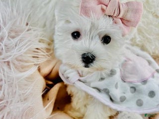 Maltese dogs Maltese Puppy 1 - Ad 20