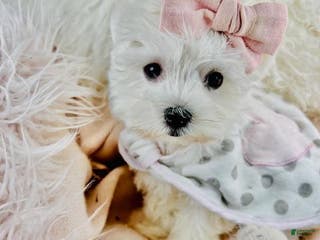 Maltese dogs Maltese Puppy 1 - Ad 29