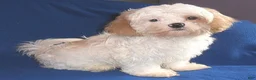 Shihpoo dogs for sale: Pickles - Ad 5