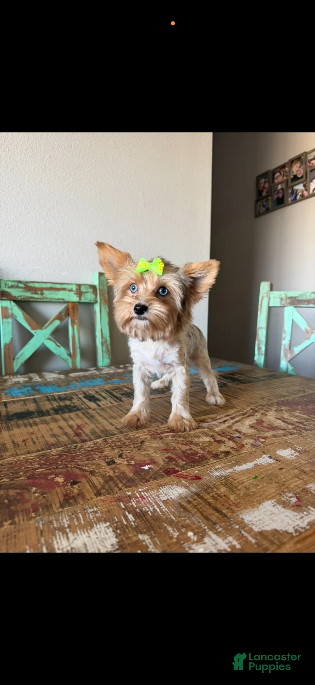 Yorkshire Terrier dogs for sale: Merle Yorkie with 2 Blue eyes Pickle - Ad 18
