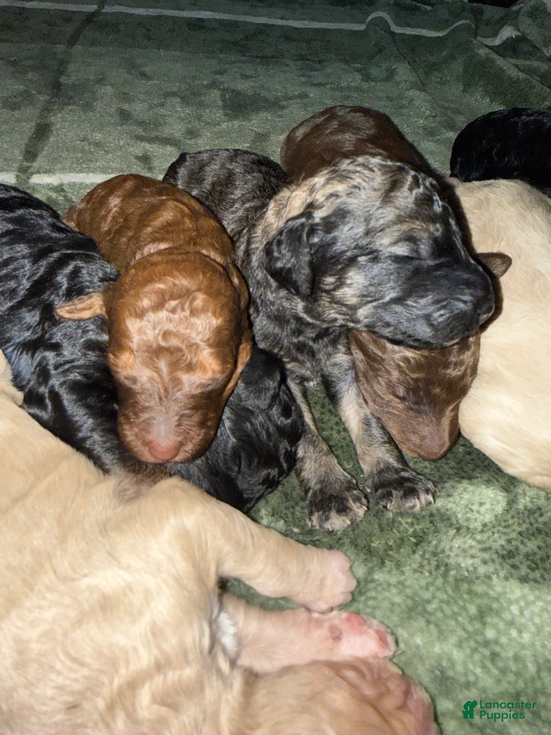 Standard Poodle dogs for sale: Standard Poodle Puppy 2 - Ad 8