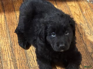 Mixed Breed dogs Mixed Breed Puppy 2 - Ad 22