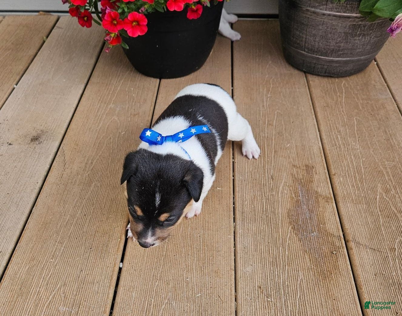 Rat Terrier dogs Lance - Ad 1