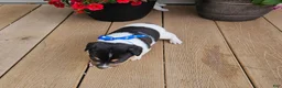 Rat Terrier dogs for sale: Lance - Ad 1