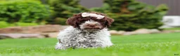 Lagotto Romagnolo dogs for sale: Layla - Ad 1