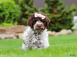 Lagotto Romagnolo dogs for sale: Layla - Ad 2