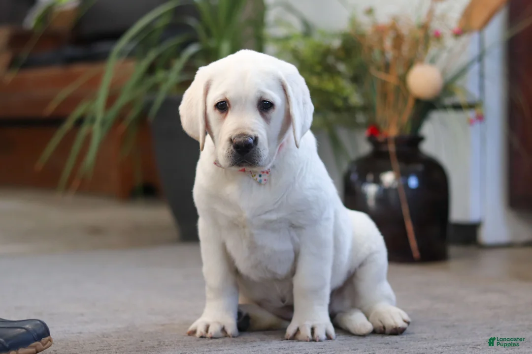 Labrador Retriever dogs for sale: Sally - Ad 3