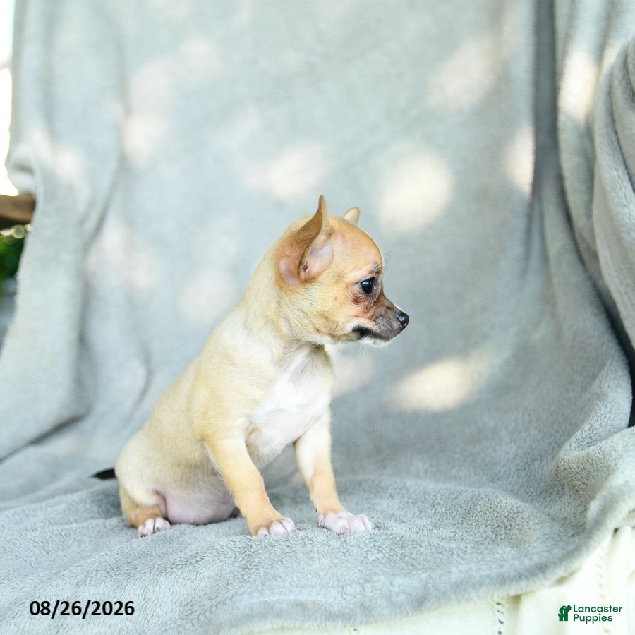 Chihuahua dogs Jenna - Ad 2