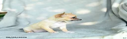 Chihuahua dogs for sale: Jenna - Ad 2