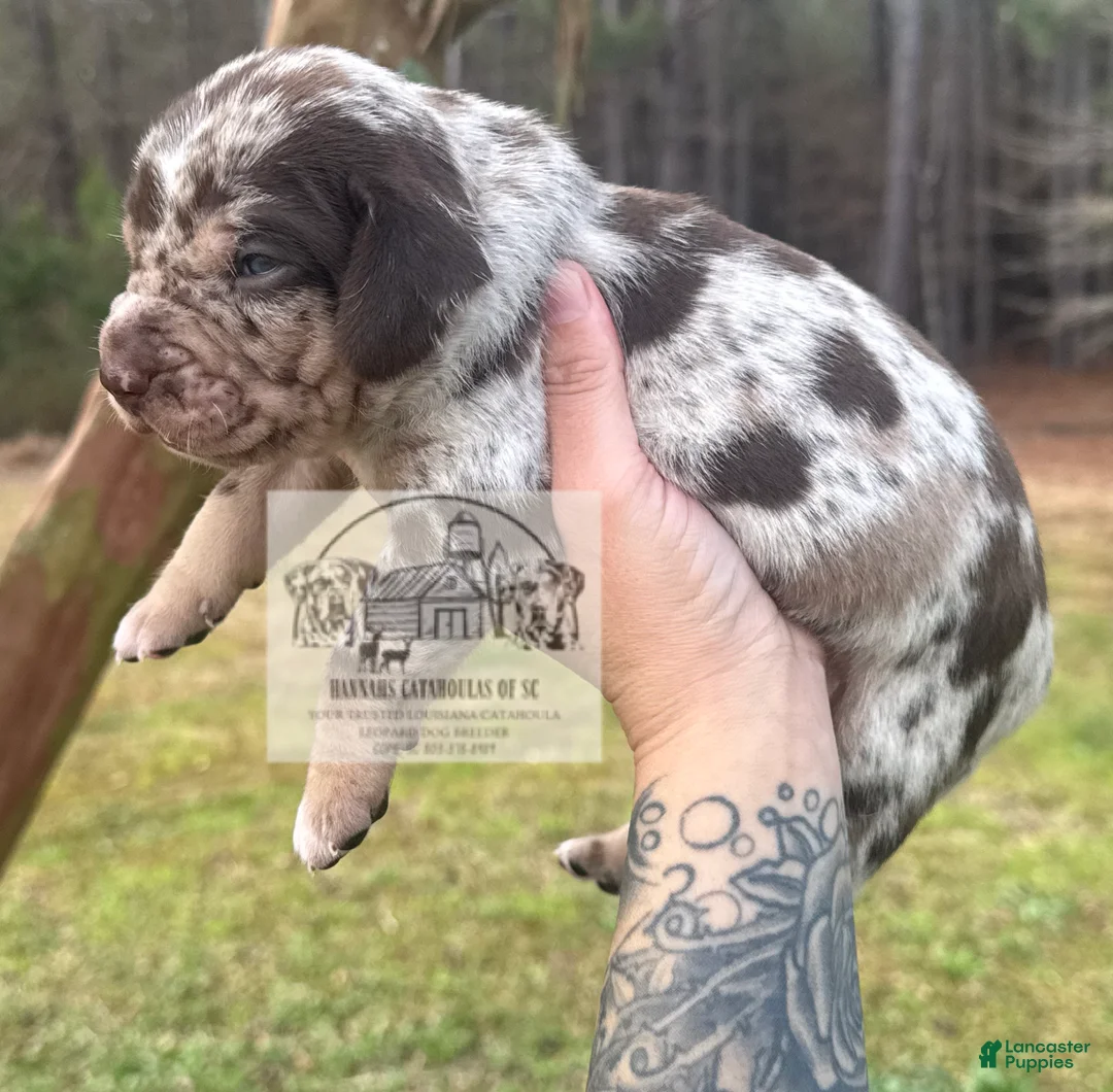 Catahoula Leopard Dog dogs for sale: Boy 1 - Ad 3