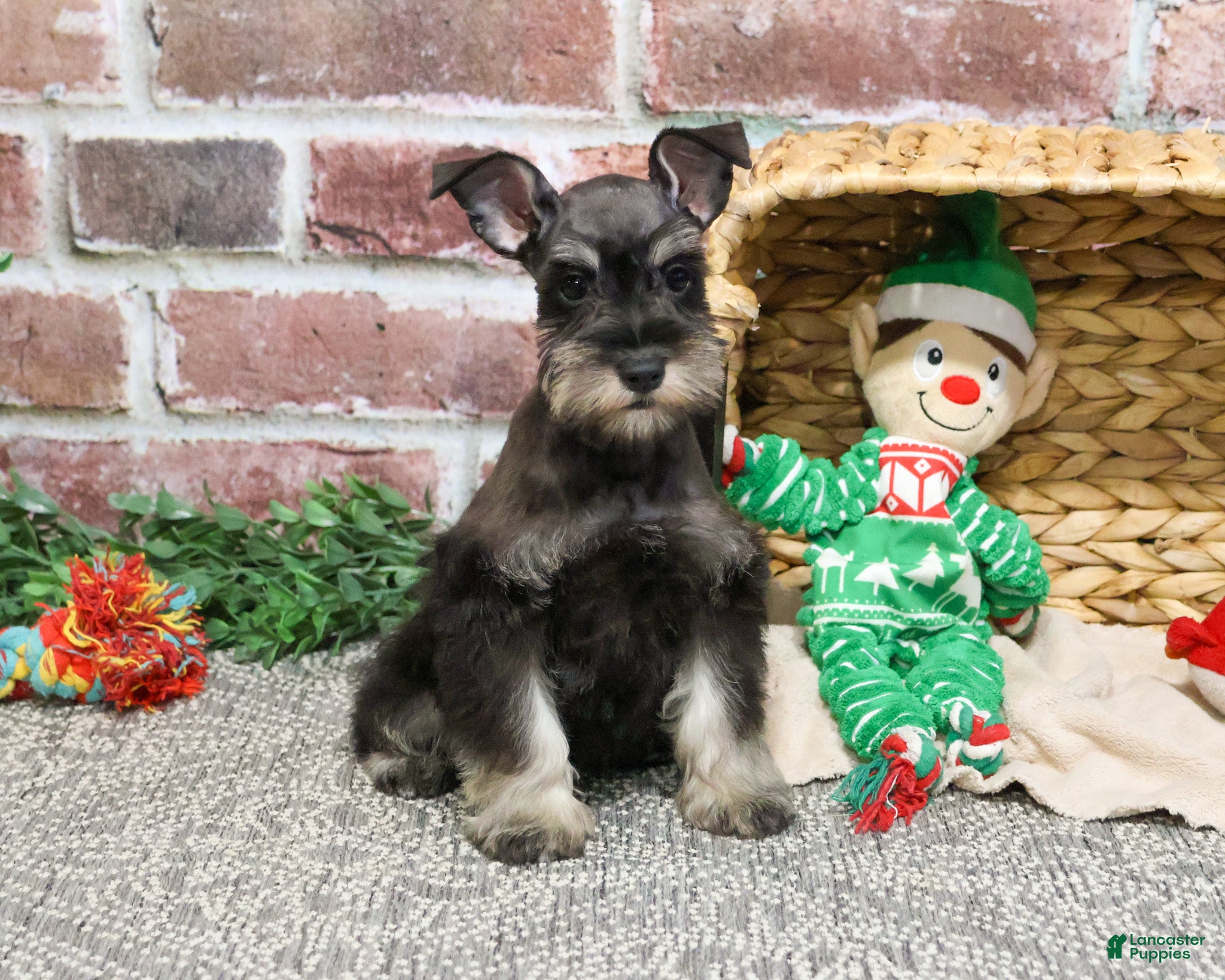 Miniature Schnauzer dogs Esperanza  - Ad 38
