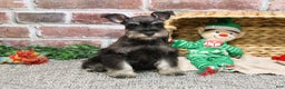 Miniature Schnauzer dogs for sale: Esperanza  - Ad 16