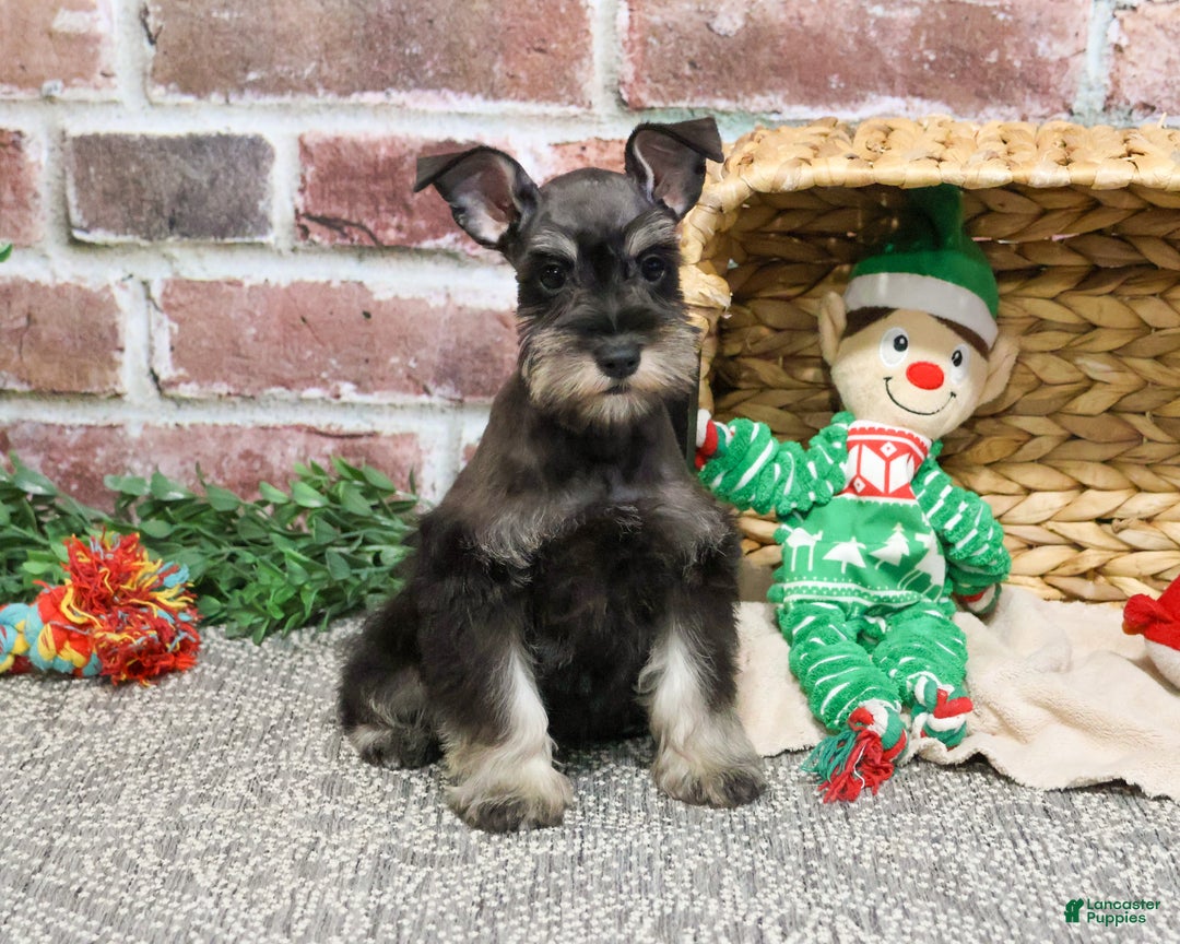 Miniature Schnauzer dogs for sale: Esperanza  - Ad 16