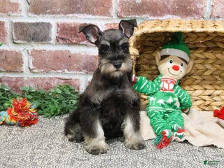 Miniature Schnauzer dogs Esperanza - Ad 16