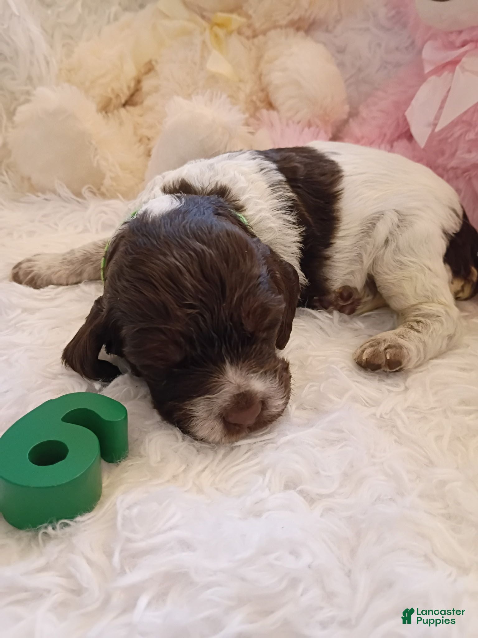 Brittany Spaniel dogs Brittany Spaniel 6 - Ad 2