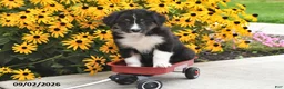 Australian Shepherd dogs for sale: Jet - Ad 4