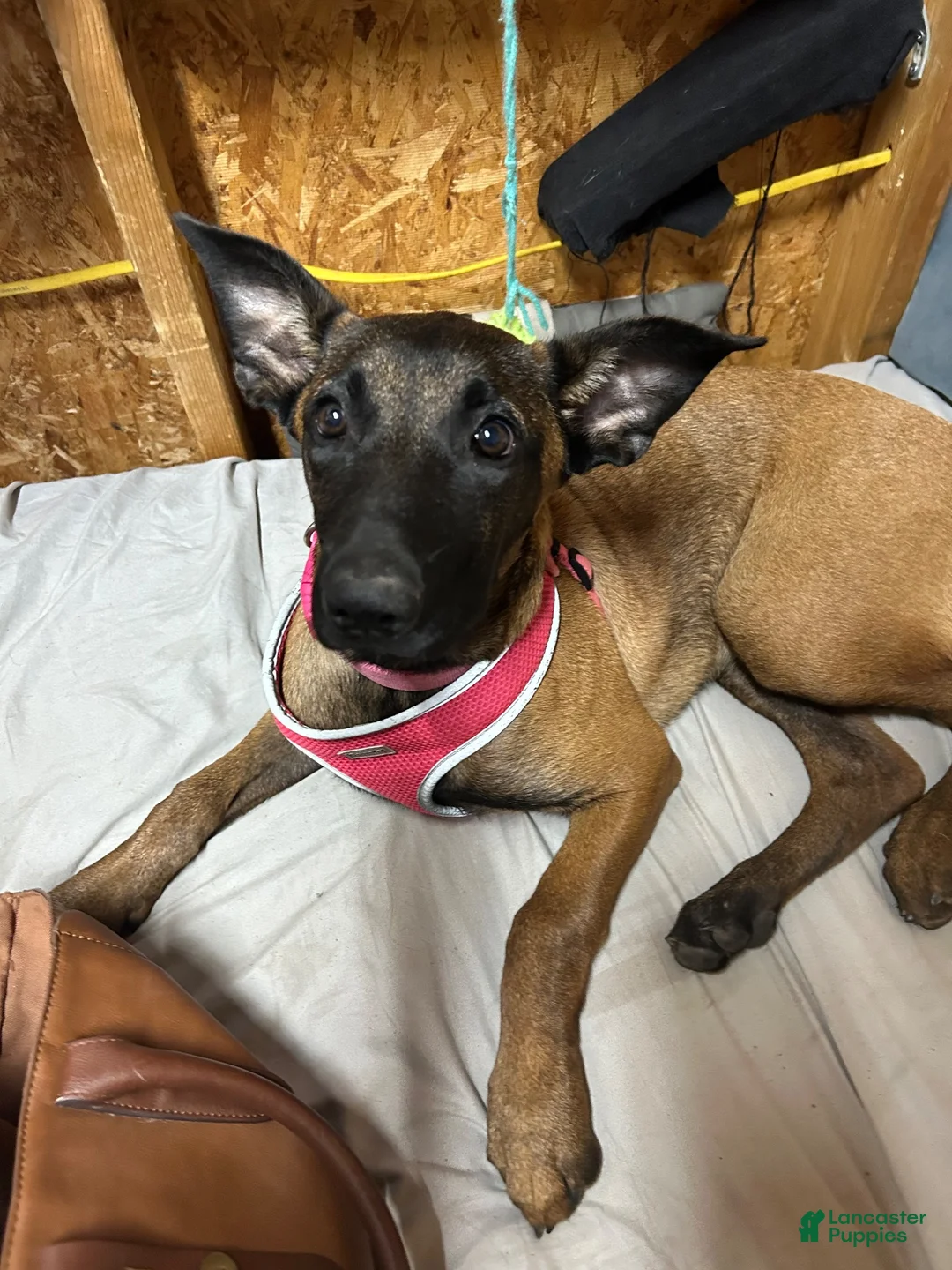 Belgian Malinois dogs for sale: Shadie - Ad 5