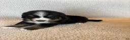 Bernese Mountain Dog dogs for sale: Grey - Ad 3