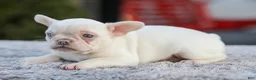 French Bulldog dogs for sale: Dora - Ad 3