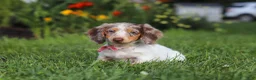 Dachshund dogs for sale: Shyla - Ad 4