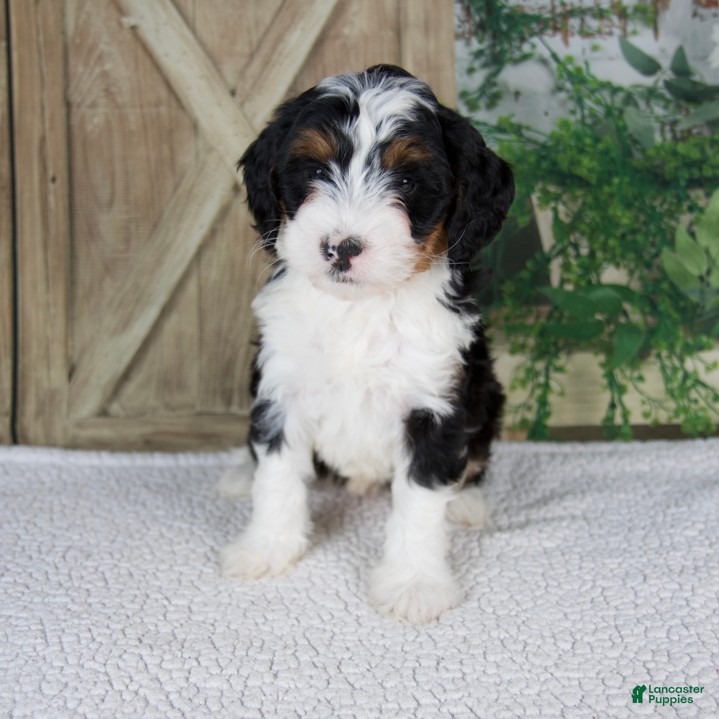 Mini Bernedoodle dogs Treva - Ad 1