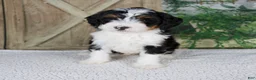 Mini Bernedoodle dogs for sale: Treva - Ad 1