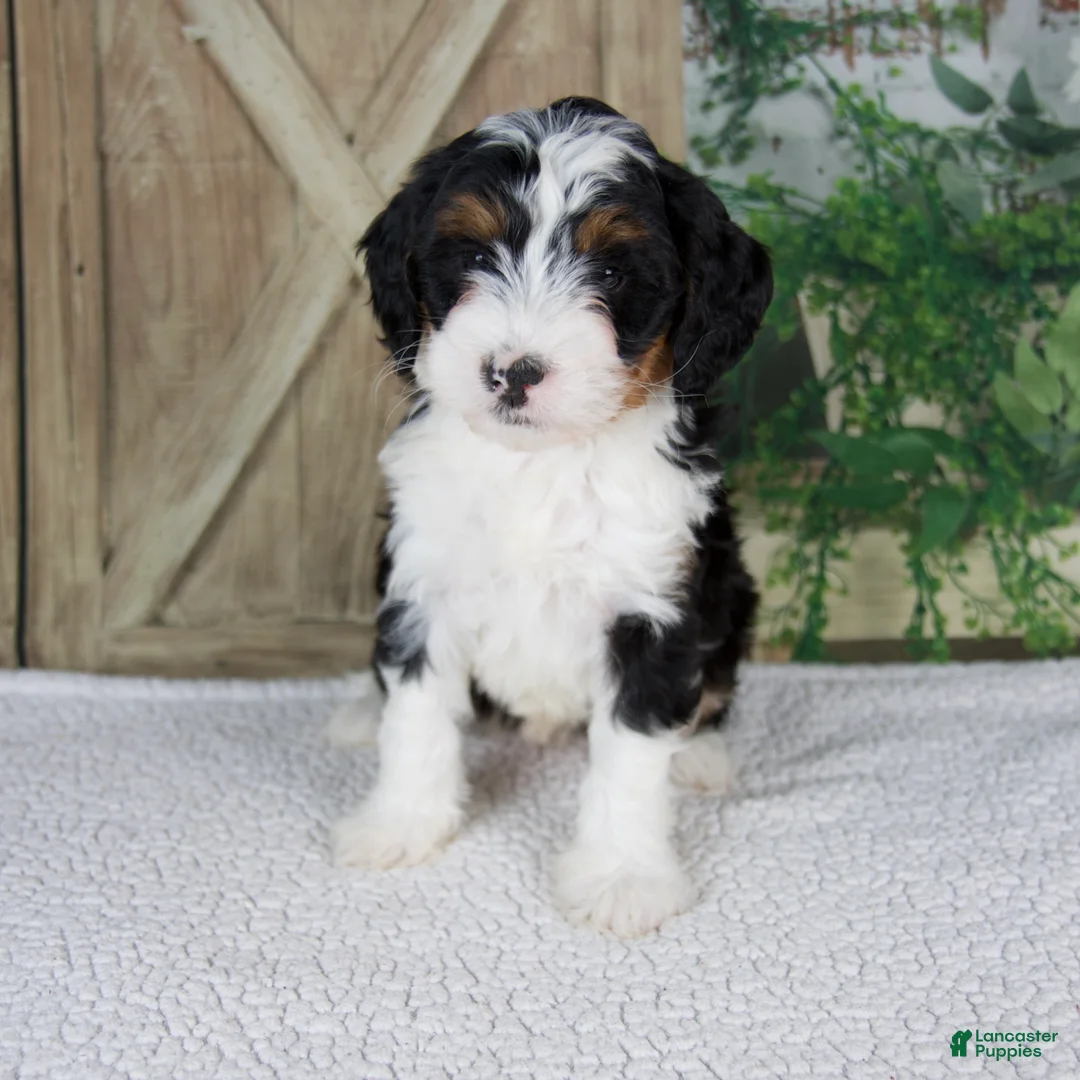 Mini Bernedoodle dogs for sale: Treva - Ad 1