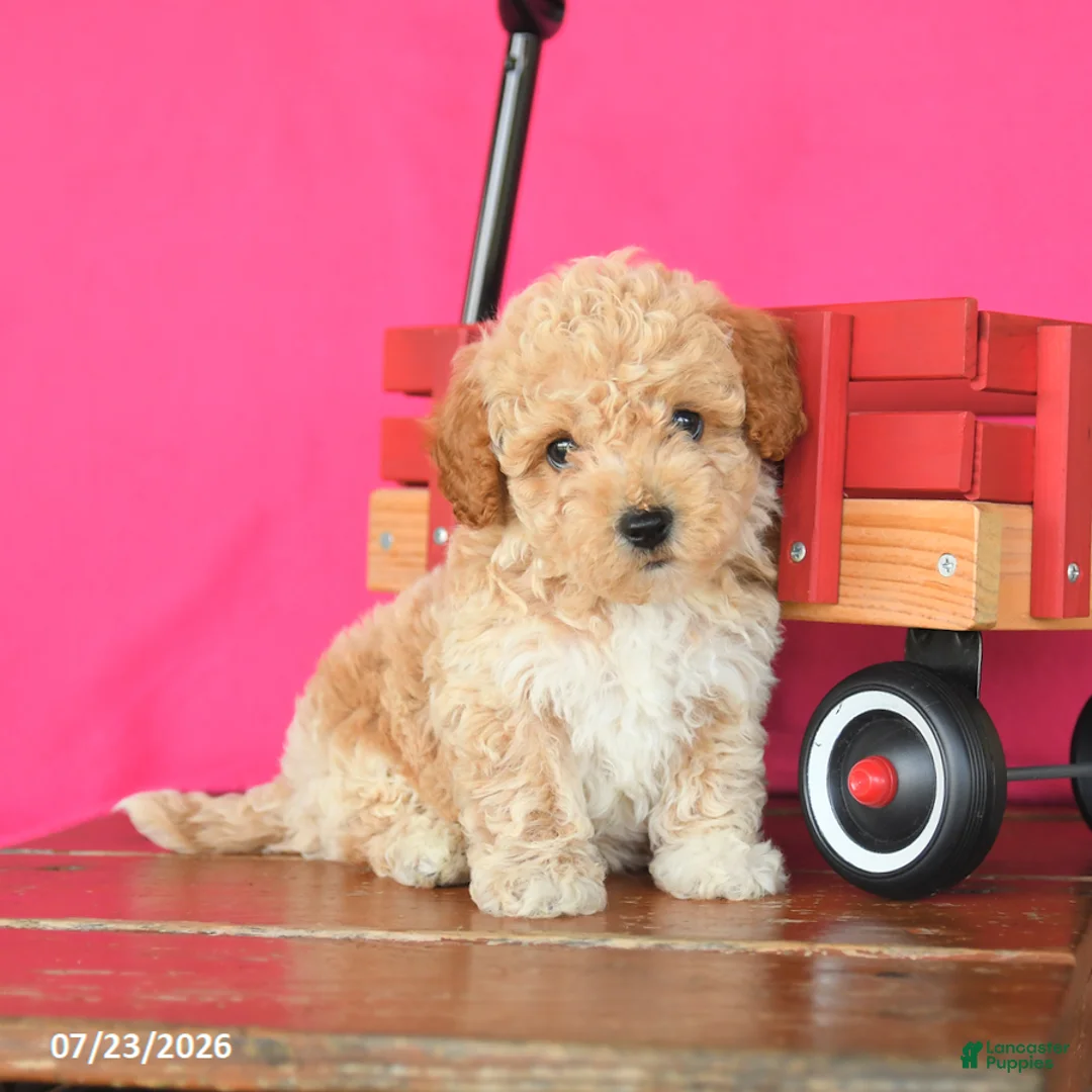 Toy Poodle dogs for sale: Jack  - Ad 2