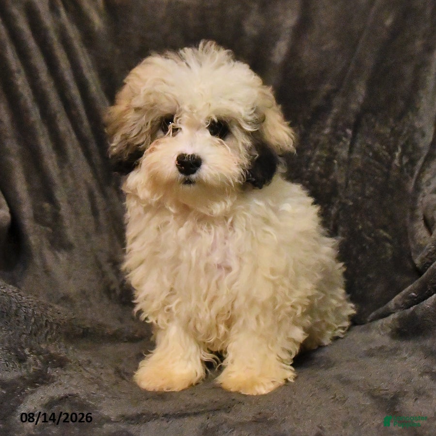Shihpoo dogs Raine - Ad 1