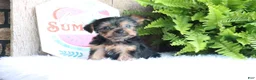 Yorkshire Terrier dogs for sale: Michael - Ad 3