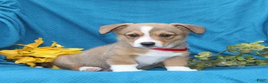 Buster