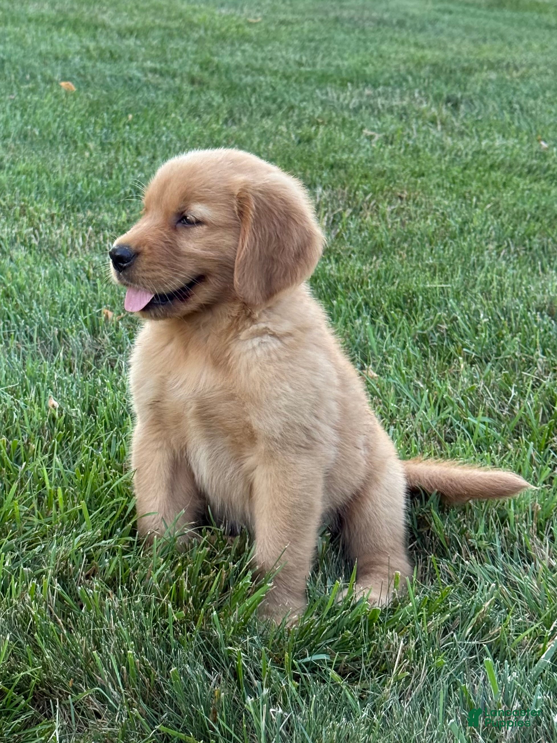 Golden Retriever dogs Cooper - Ad 2
