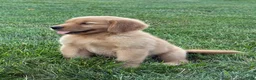 Golden Retriever dogs for sale: Cooper - Ad 2