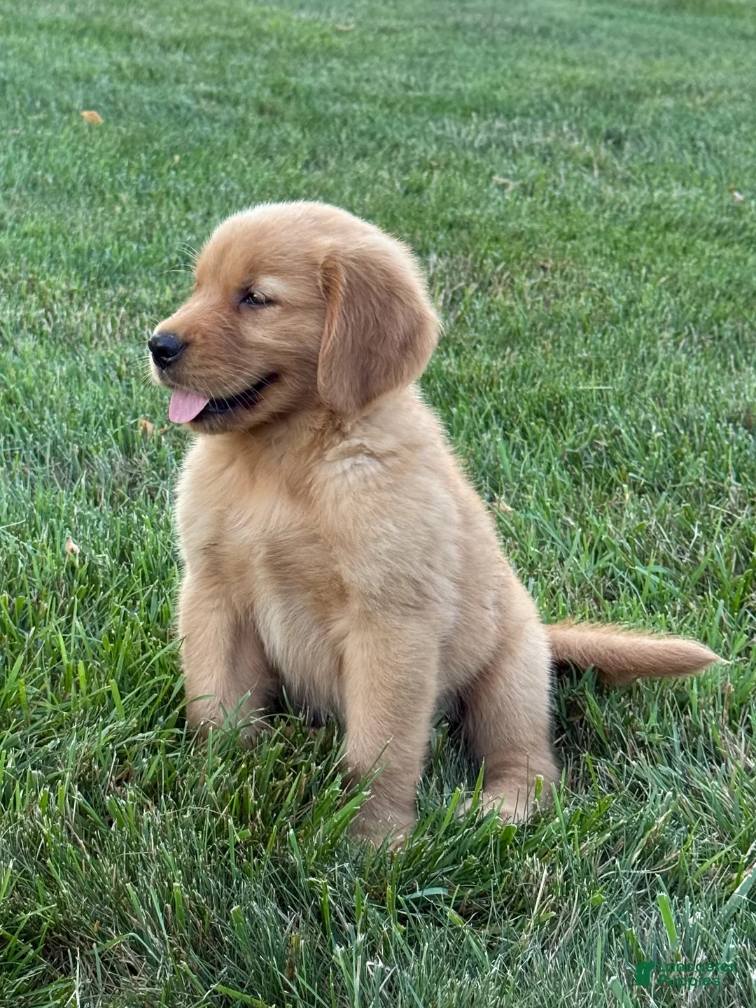 Golden Retriever dogs for sale: Cooper - Ad 2