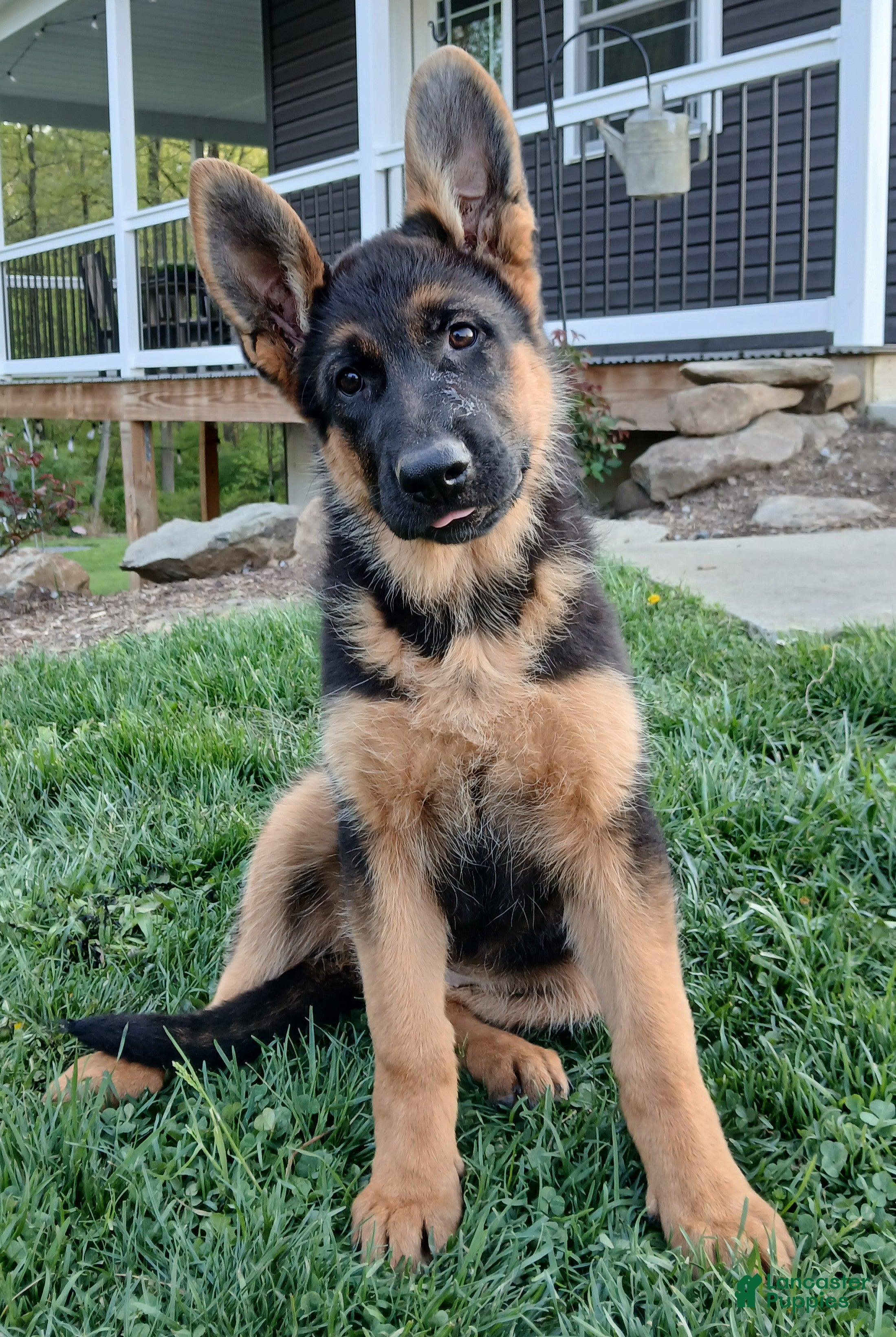 German Shepherd dogs Zara - Ad 2