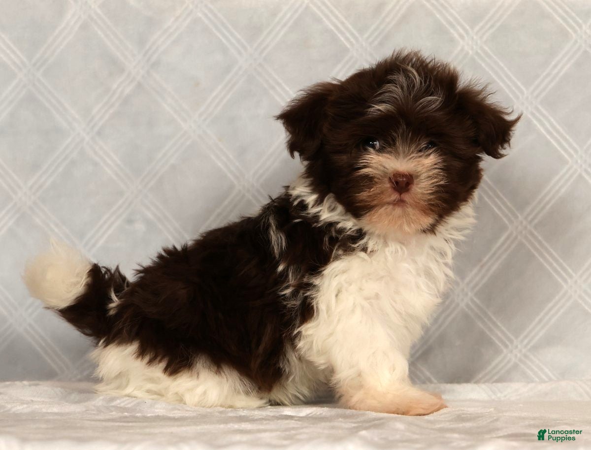 Havanese dogs Max - Ad 2
