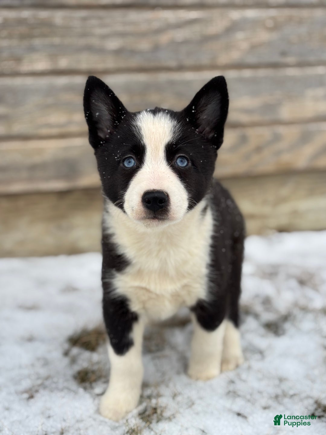 Pomsky dogs for sale: Gwen - Ad 3