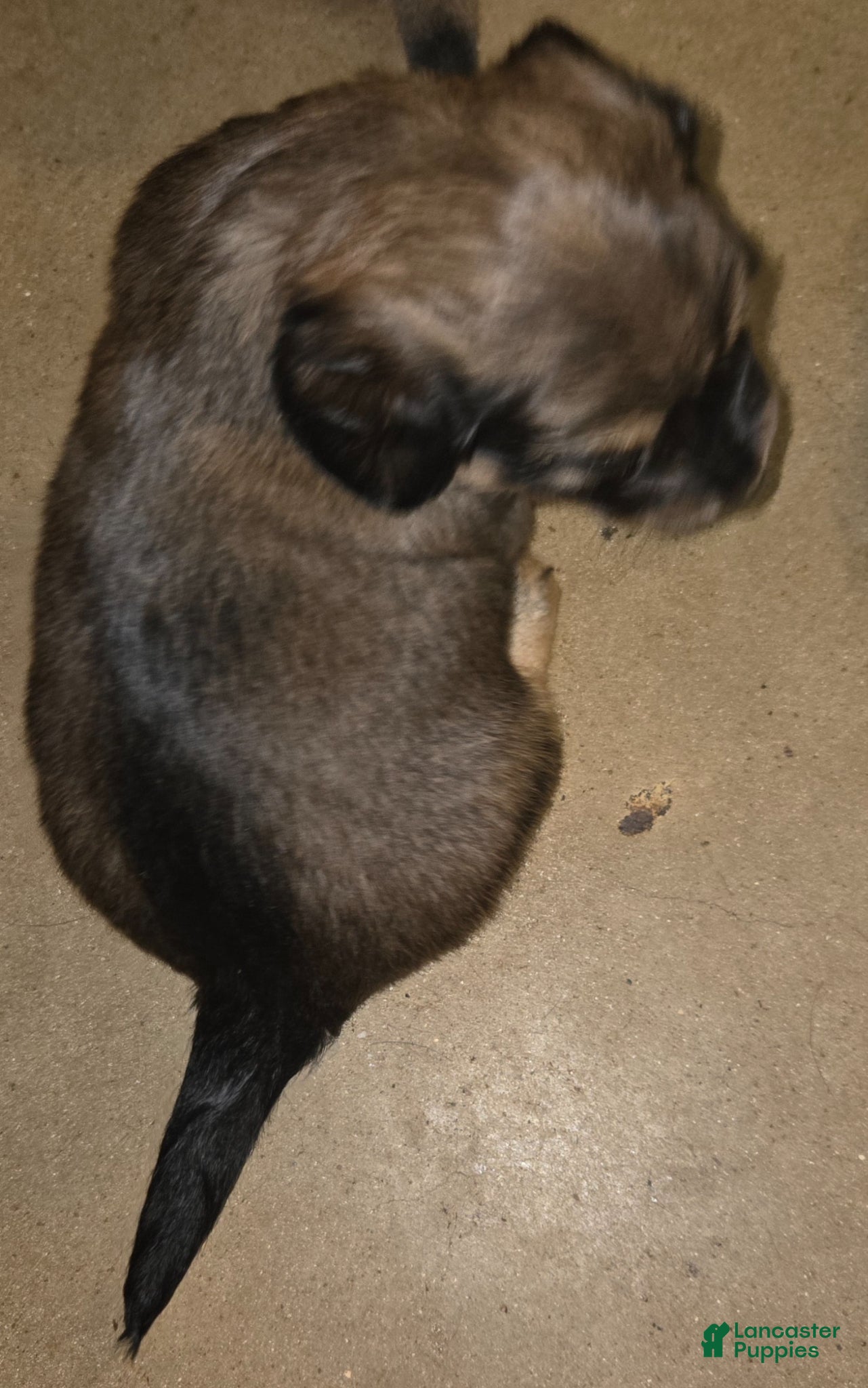 Dachshund dogs Dachshund Puppy 1 - Ad 10