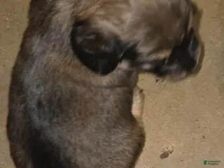 Dachshund dogs Dachshund Puppy 1 - Ad 10