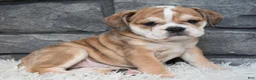 Beabull dogs for sale: Trixie  - Ad 3
